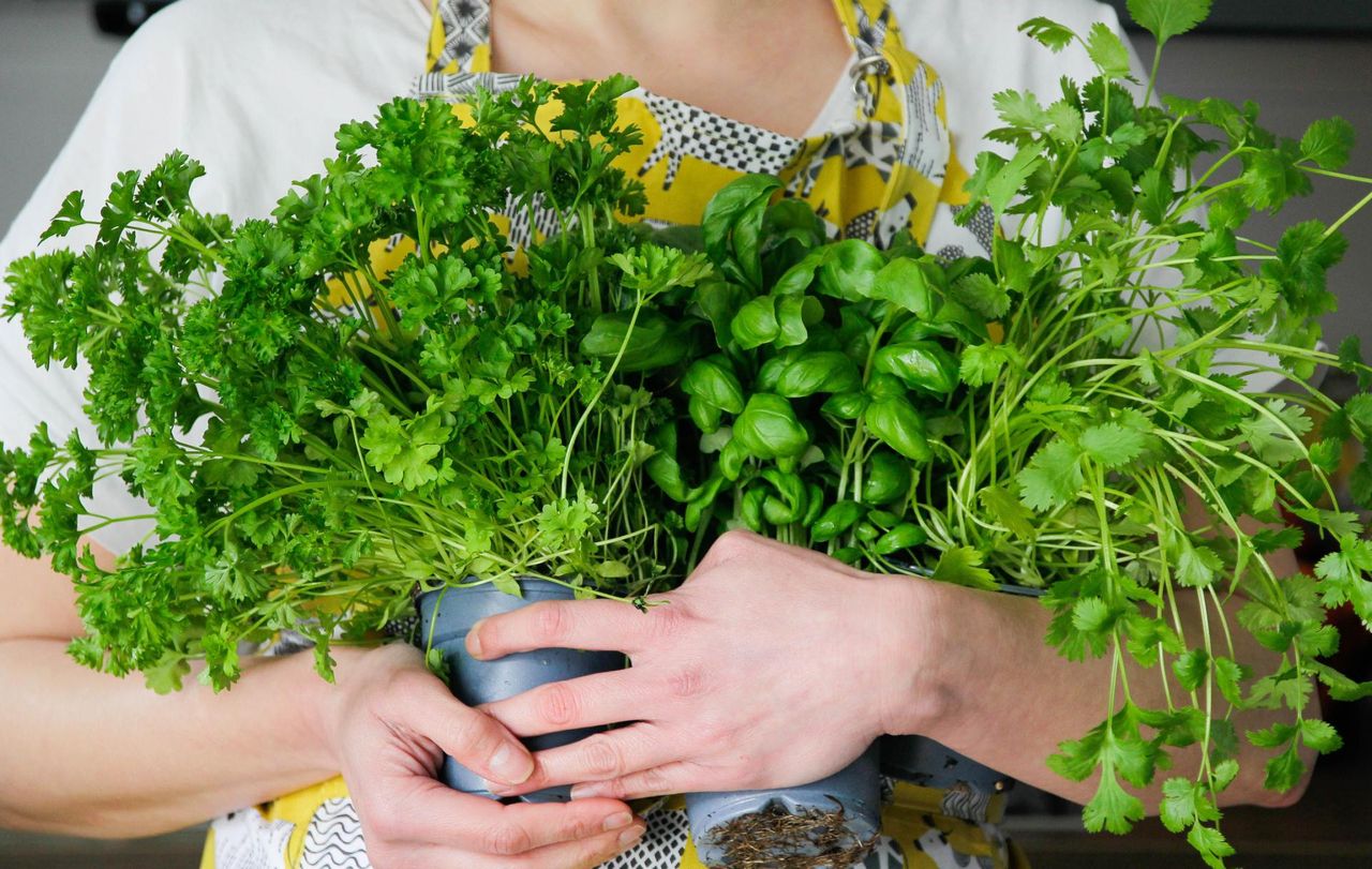 Kolendra czy pietruszka? Różnice w działaniu i zastosowaniu