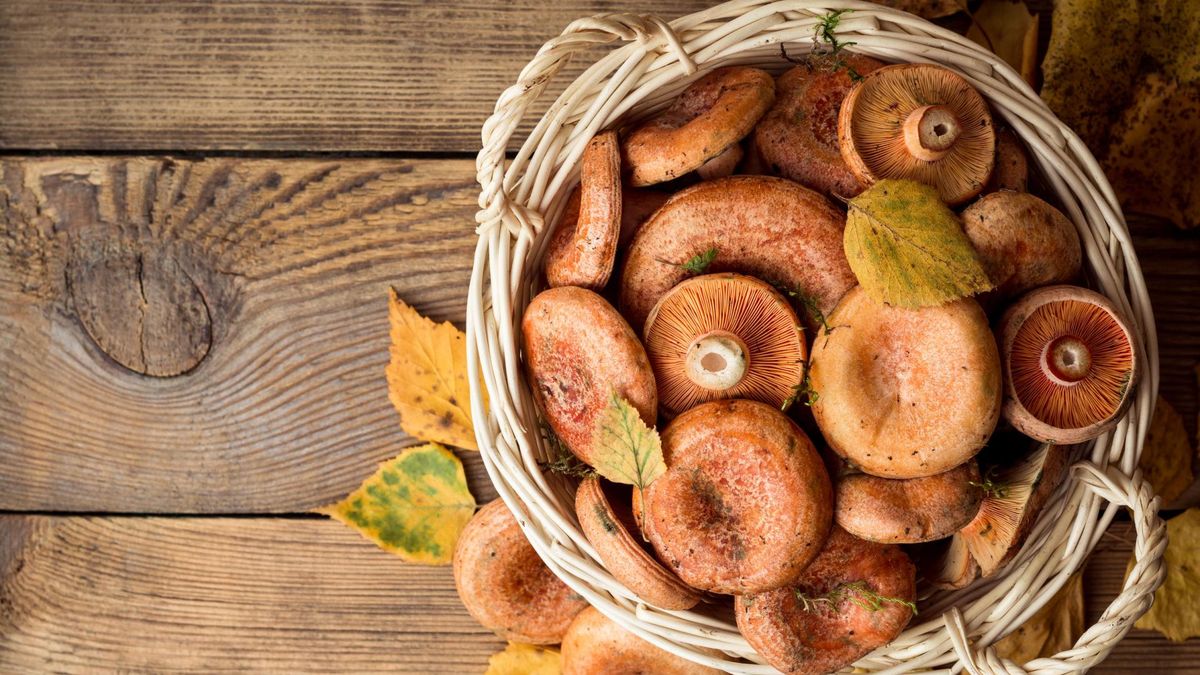 Rydze są bardzo smaczne i łatwe w przygotowaniu.