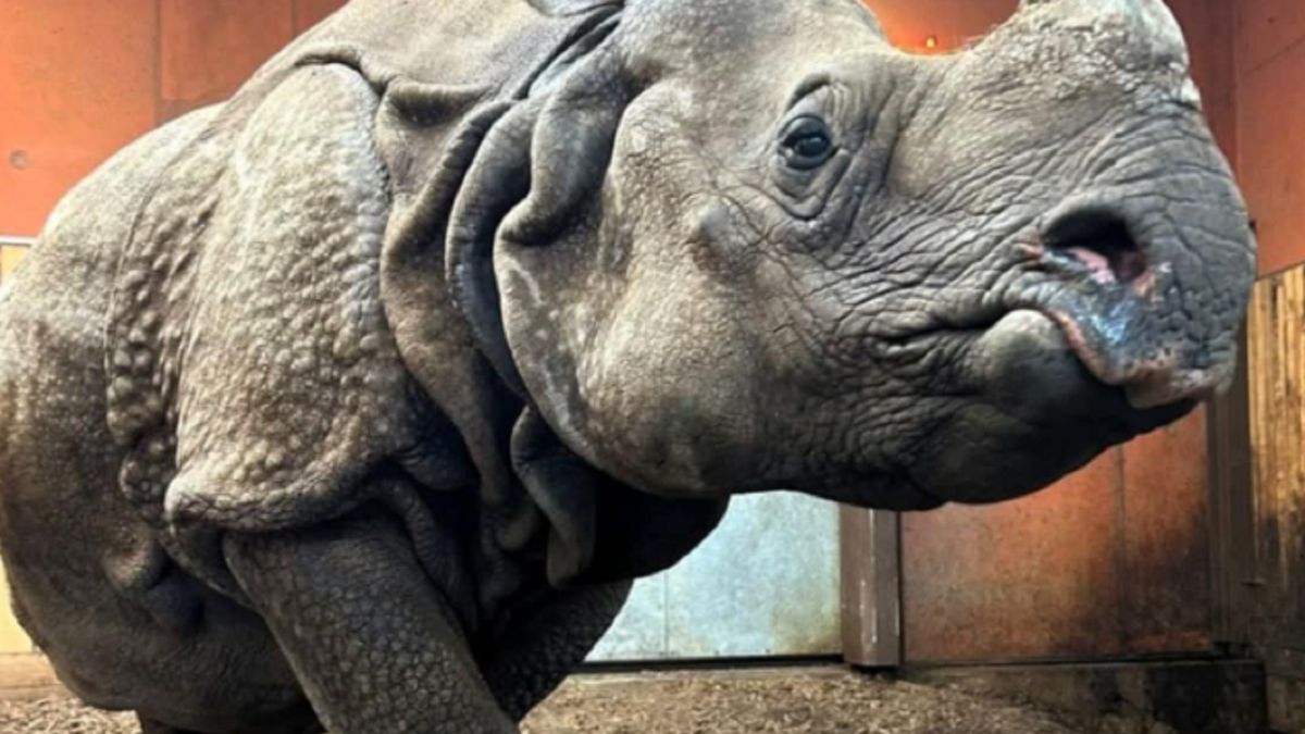 Warszawskie zoo pokazało swoich najstarszych mieszkańców. Wyją