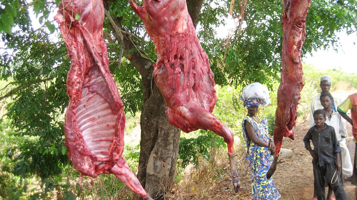 Surowe mięso z antylopy