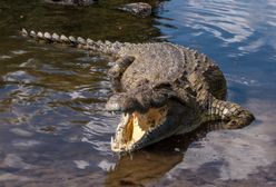 Krokodyl zaatakował turystkę w Zambii. "Wszędzie była krew"