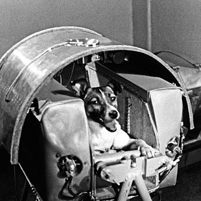 Laika n'a survécu que quelques heures dans l'espace