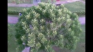 Jak wyciszyć sygnał migawki w telefonach S60? 1