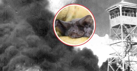Szalona broń USA. Stworzyli "bombę" z nietoperzy