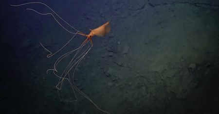 Nagranie z głębin oceanu. Tajemnicze stworzenie z długimi ramionami