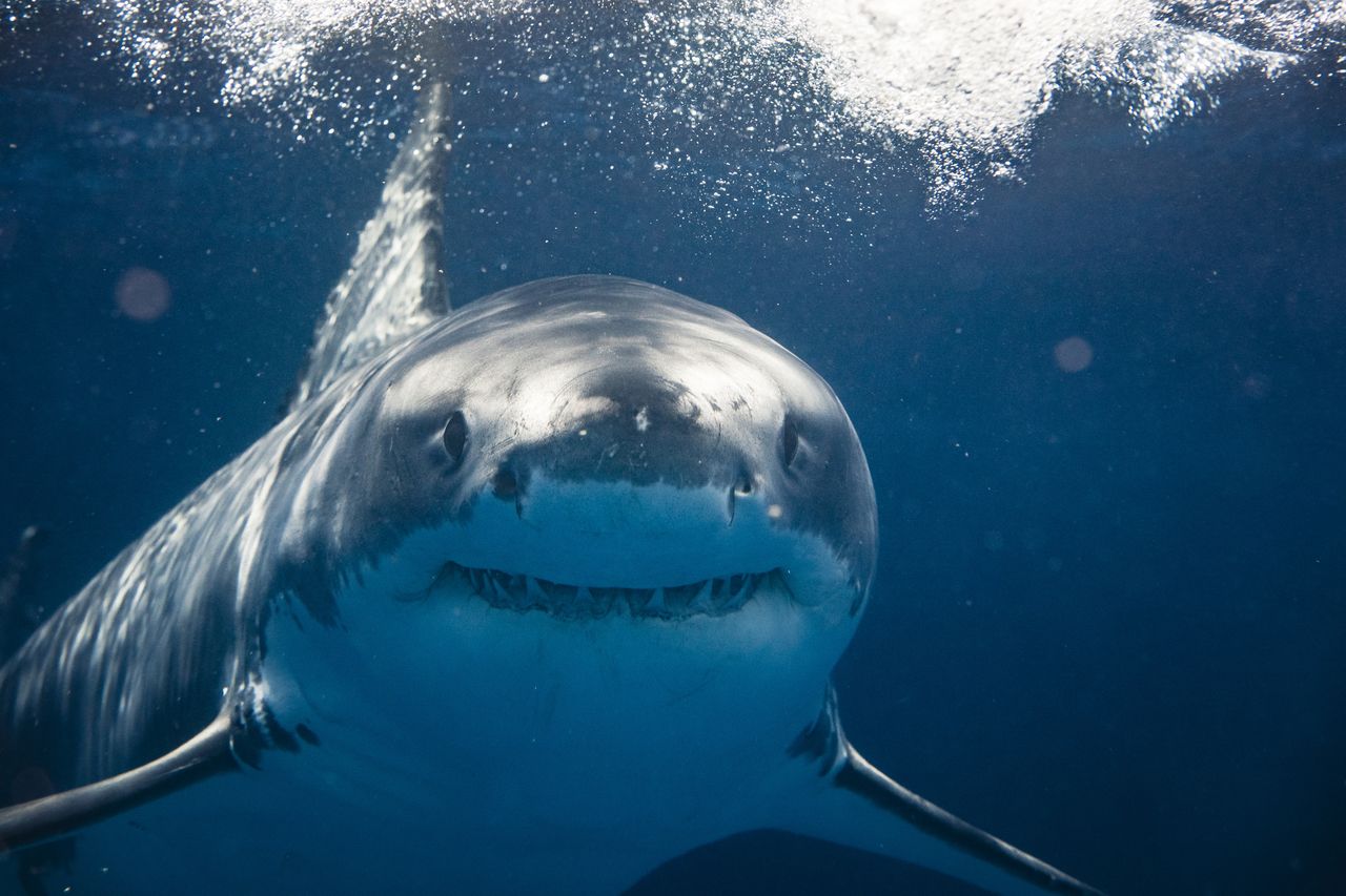 Niecodzienny widok w Adriatyku. Złowił żarłacza białego