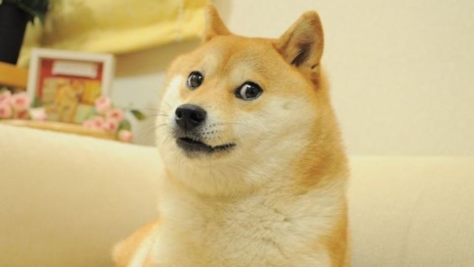 Shiba