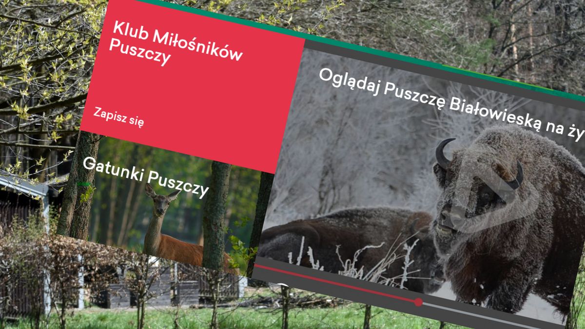 Koniec projektu Puszcza.tv. Ujawniono, na co poszły państwowe pieniądze