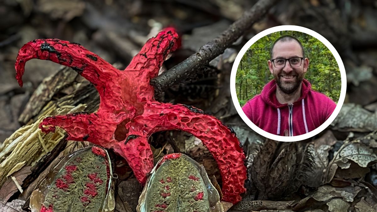 Piotr Krzyśka z Fungarium opowiada o okratku australijskim