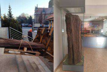 Mierzy niemal dwa metry i pochodzi z miocenu. Trafił do Konina