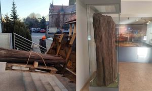 Mierzy niemal dwa metry i pochodzi z miocenu. Trafił do Konina