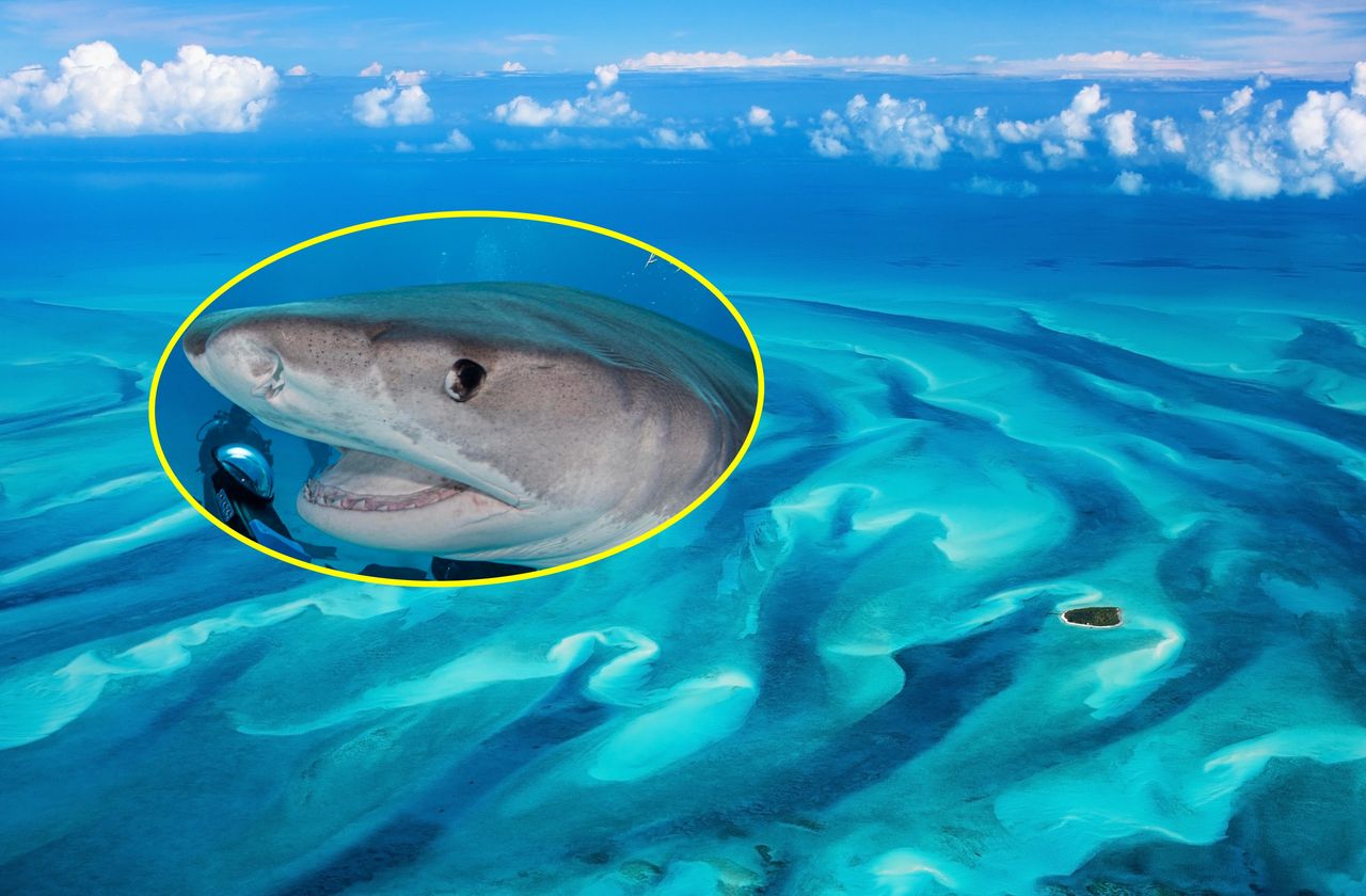 Tiger shark's unexpected 'selfie' goes viral after phone incident