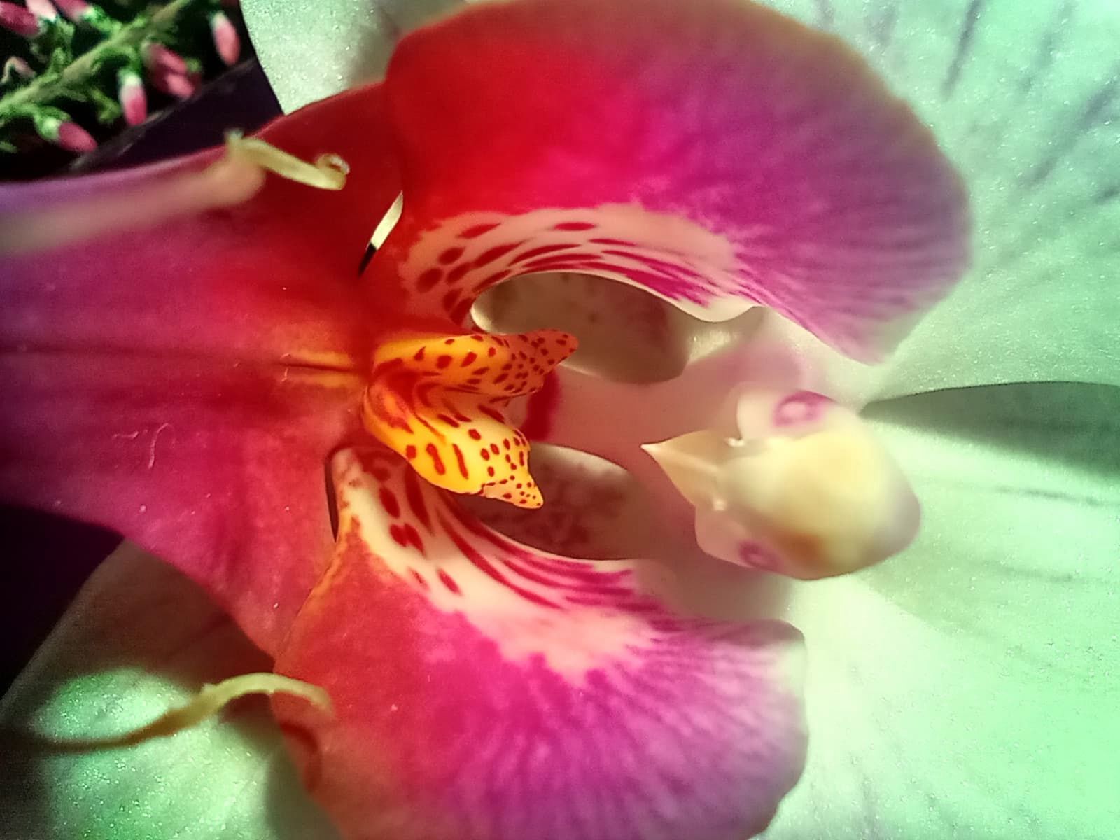 Motorola One Macro w Polsce. Niedrogi smartfon dla miłośników fotografowania z bliska 5