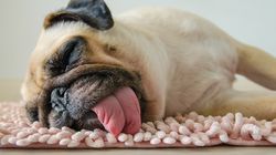 Mops - charakterystyka, pielęgnacja, choroby, cena