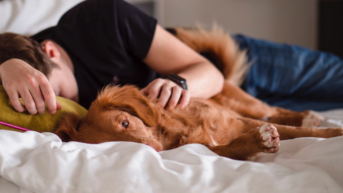 Spanie z psem jest dobre dla zdrowia