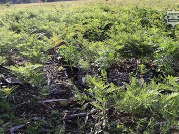 Poręba: 16-latek ukrył zioło między paprociami. Został złapany, gdy doglądał swojej plantacji