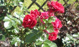 Opryskaj tym róże. Szybko pozbędziesz się problemu