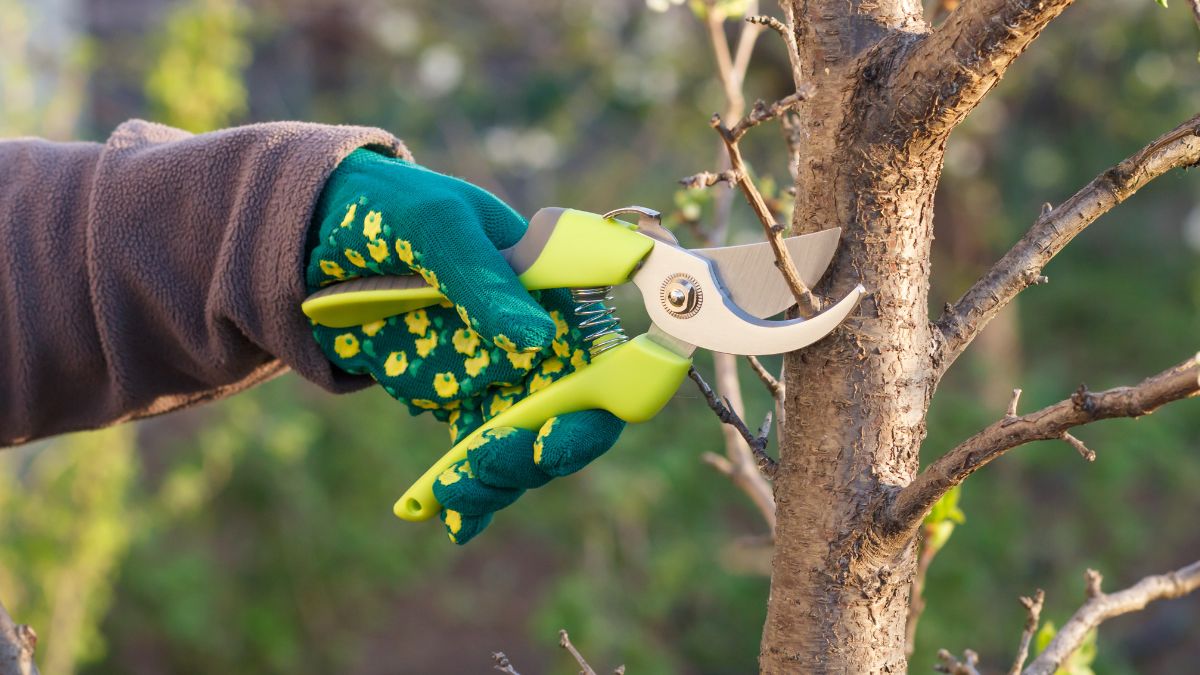 Jakie rośliny nie lubią podcinania?