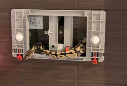 Wrocław. Pyton na Popowicach