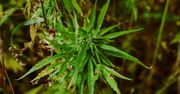 Marihuana sprzyja cukrzycy? Niemal czterokrotnym wzrost ryzyka rozwoju choroby