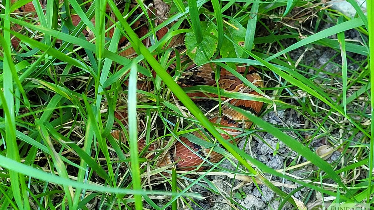 Kobieta zauważyła węża, gdy robiła porządki w ogrodzie