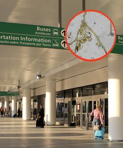 Doktorantka z Wuhan miała plan. Niebezpieczny materiał przechwycony