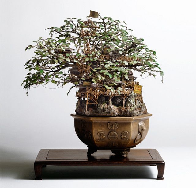Drzewko bonsai jeszcze piękniejsze niż zwykle 3
