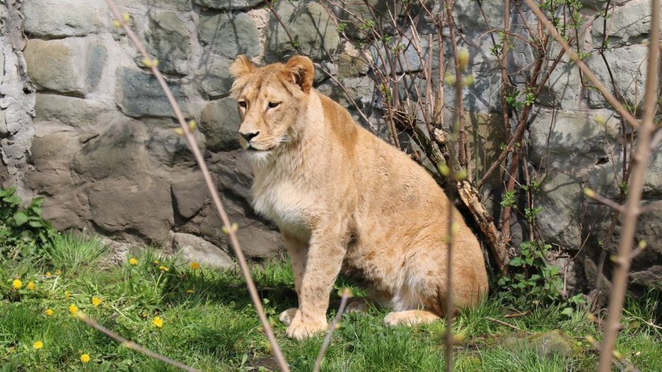 Chorzów. Anoona to nowa lwica w zoo w Chorzowie.
