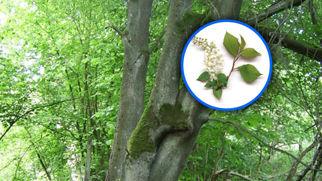 Zapomniany skarb polskich lasów. Owoce zerwiesz w lesie, a chronią serce i działają antyrakowo