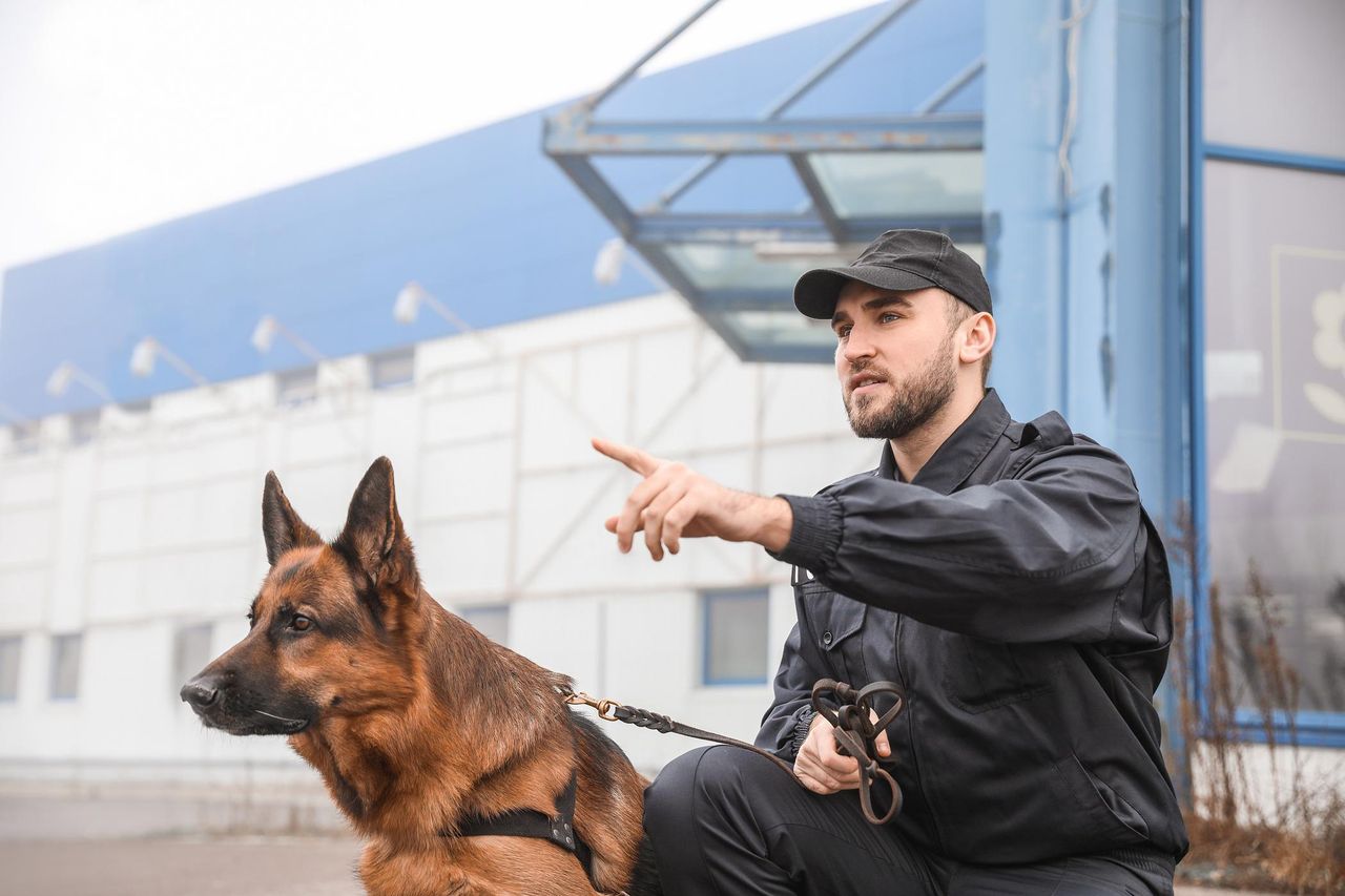 Marzysz o psie obronnym? Sprawdź, czy nadajesz się na opiekuna