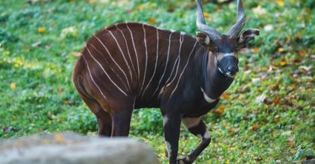 Nowy lokator we Wrocławiu. Zoo pochwaliło się Miśkiem