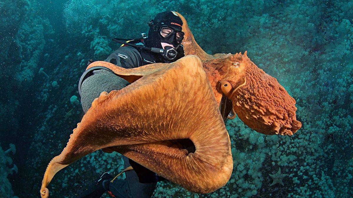 Stuart z ośmiornicą Larrym.