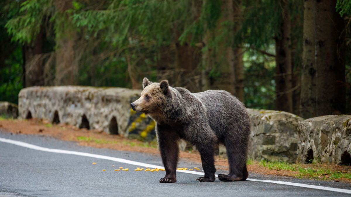 Niedźwiedzie często wychodzą z lasów i stanowią zagrożenie