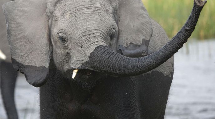 Słonie z bliska