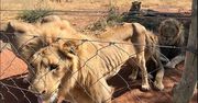 Uratowali 10 lwów. Przetrzymywano je w fatalnych warunkach