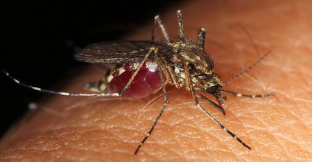 Mięsożerne larwy komarów. Naukowiec wszystko nagrał