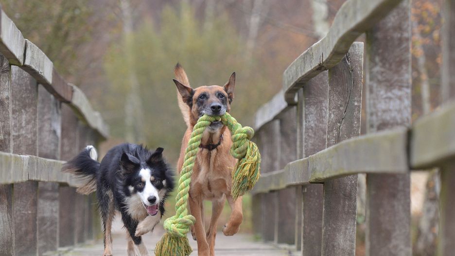 Malinois i border collie osiągnęły najlepsze wyniki w teście smartDOG
