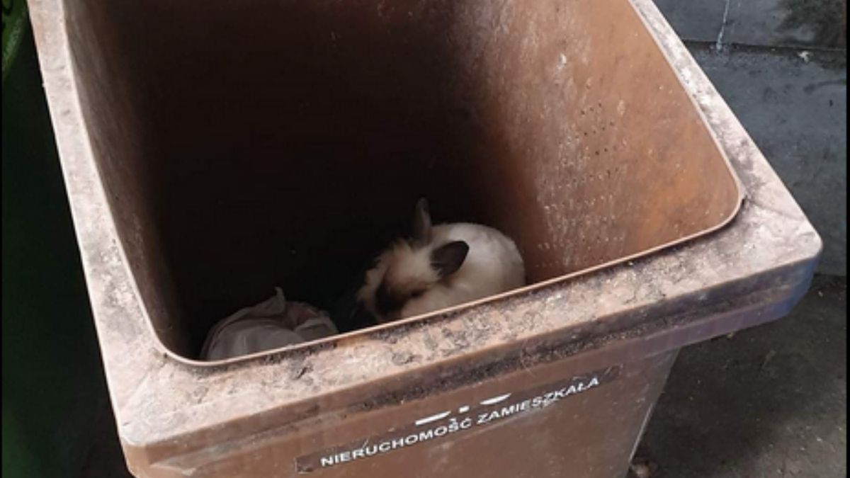 Królik zamknięty w śmietniku w Sosnowcu. 