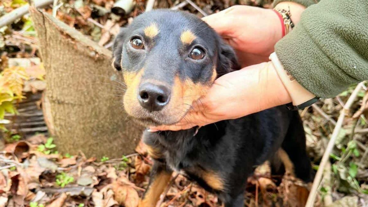 Suczka ze śrutem w łapie. Walczyła o życie swoje