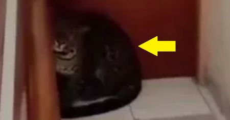 Leopard w indonezyjskim hotelu. Turyści w panice