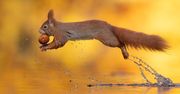 Urocza wiewiórka uchwycona w locie