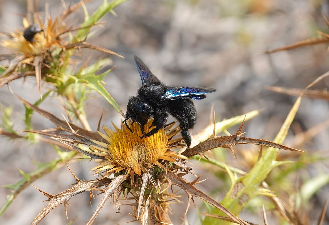 Jak wygląda czarna pszczoła i czy należy się jej bać?