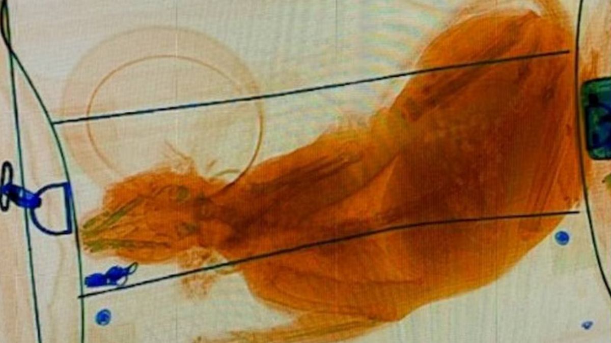 Pracownicy lotniska przecierali oczy ze zdumienia. W walizce był schowany... kot