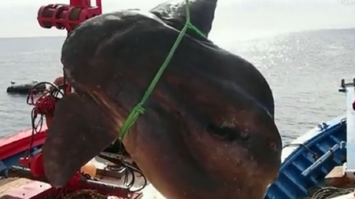 Rybacy przypadkowo złowili ogromną rybę.