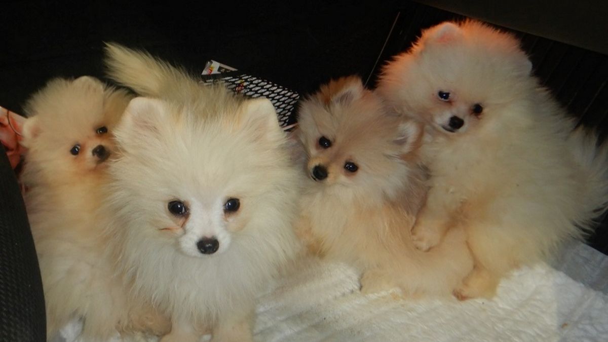 zteromiesięczne szczenięta ukryte były w bocznych ścianach bagażnika. 