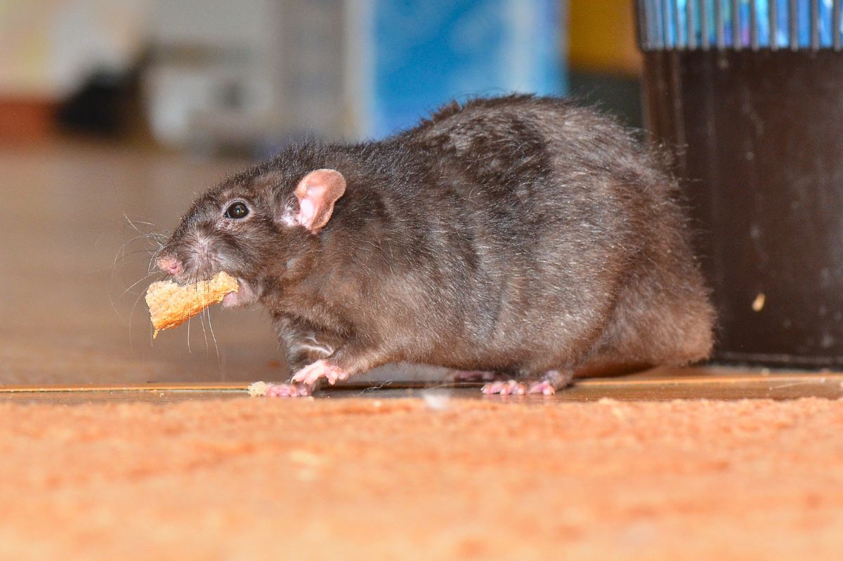 Rat with food in its mouth