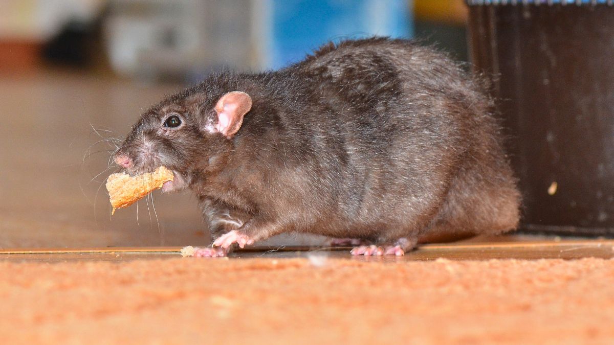 Szczur z pożywieniem w pysku