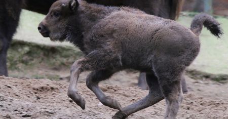 To się stało w gdańskim zoo. Tylko spójrzcie na zdjęcie