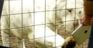 Co się stanie, gdy odwiedzisz zoo z iPadem?