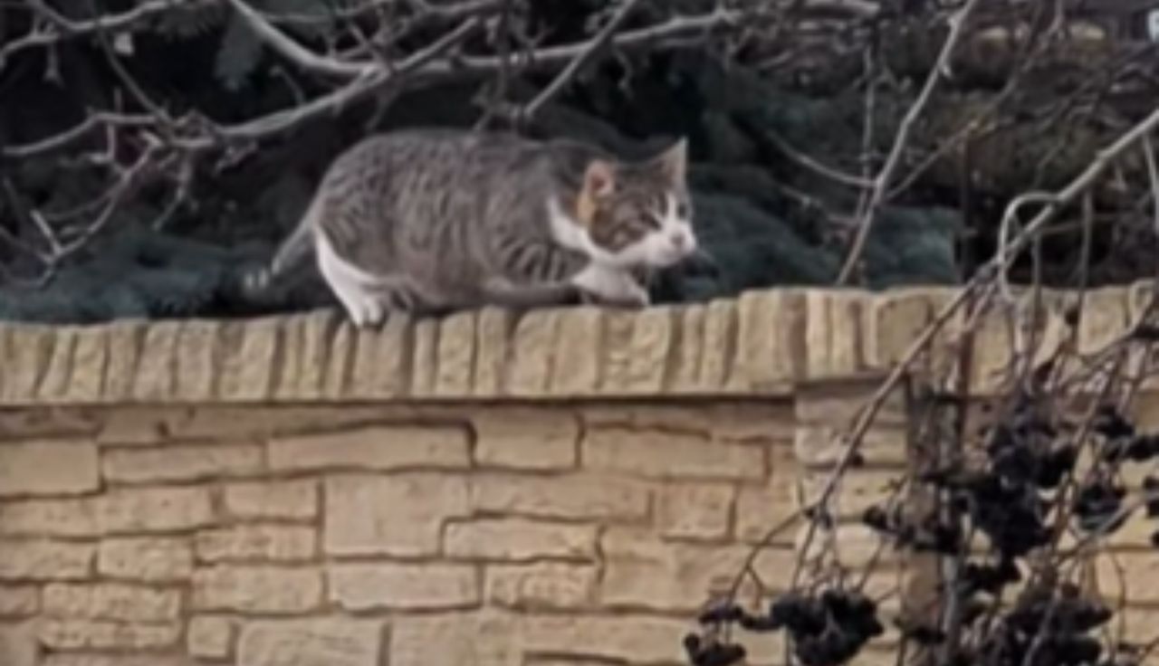 Kot kontra kos. Nagranie obiega sieć. Zobaczcie, co się zadziało